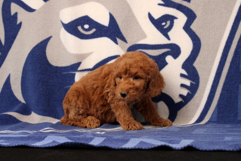 puppy, for, sale, Mini Goldendoodle F1B, Matthew B. Stoltzfus, dog, breeder, Gap, PA, dog-breeder, puppy-for-sale, forsale, nearby, find, puppyfind, locator, puppylocator, aca